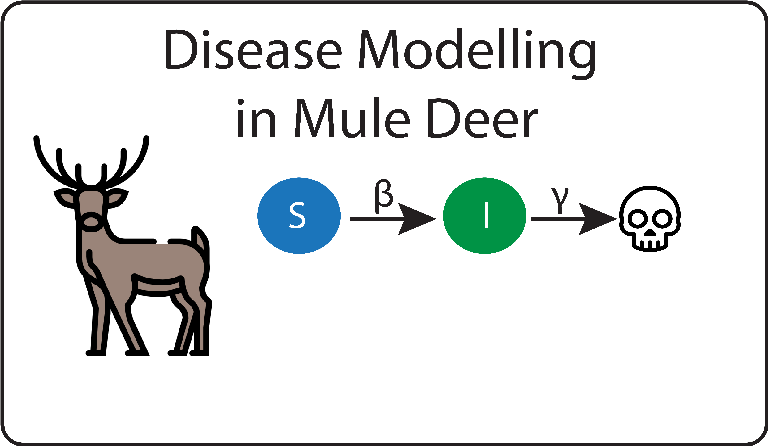 Disease Modelling in Mule Deer