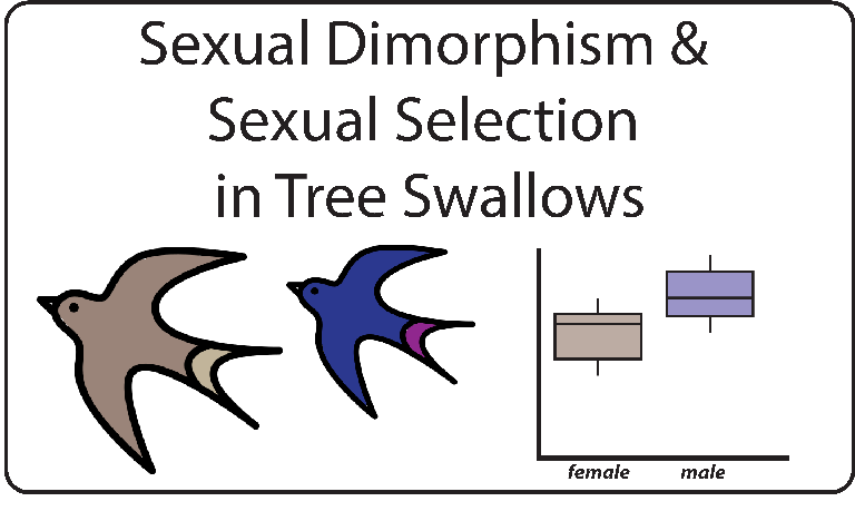 Sexual Dimorphism & Sexual Selection in Tree Swallows